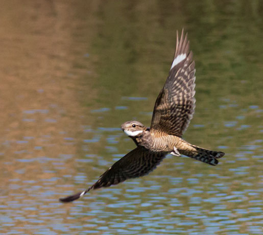 Lesser Nighthawk Chordeiles acutipennis