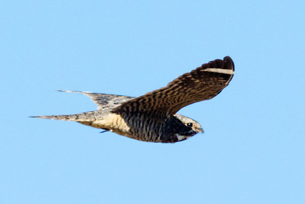 Lesser Nighthawk Chordeiles acutipennis