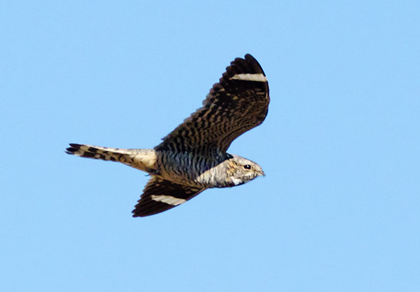 Lesser Nighthawk Chordeiles acutipennis