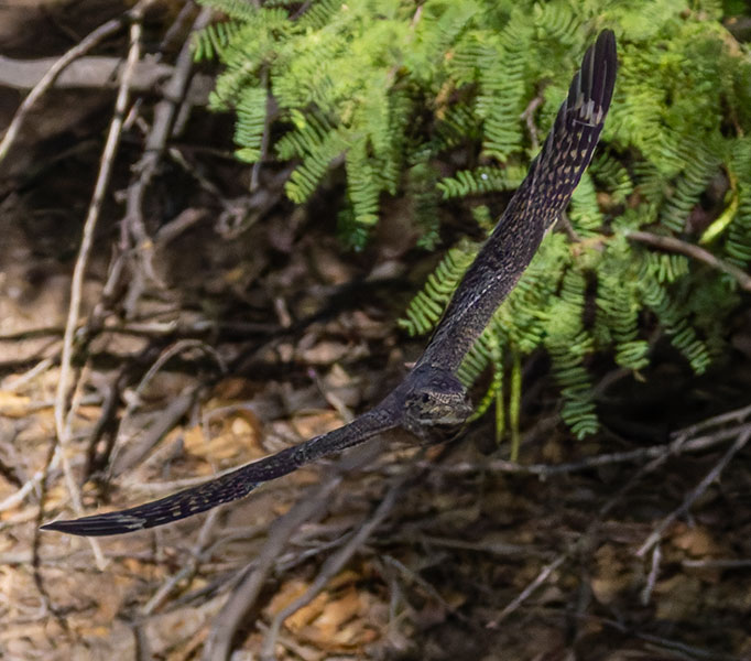 Lesser Nighthawk Chordeiles acutipennis