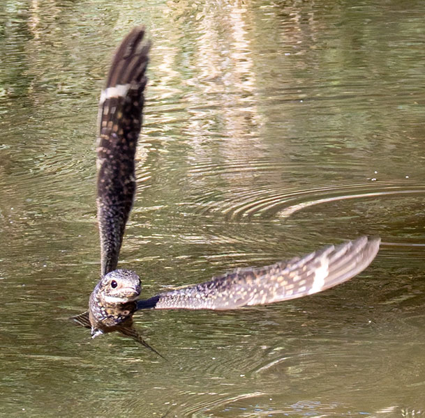 Lesser Nighthawk Chordeiles acutipennis