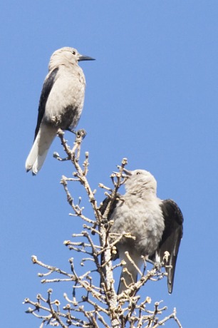 Clark's Nutcrackers Nucifraga columbiana 