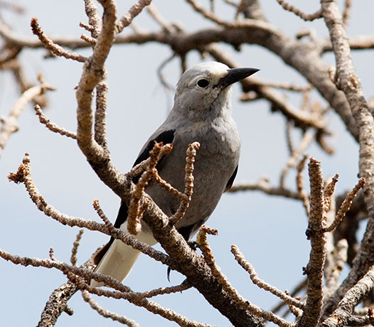 Clark's Nutcrackers Nucifraga columbiana 