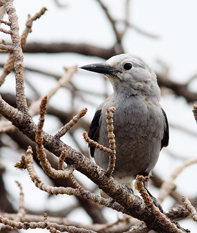 Clark's Nutcrackers Nucifraga columbiana 