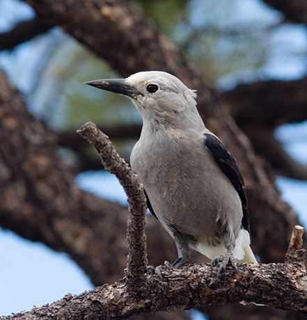 Clark's Nutcrackers Nucifraga columbiana 