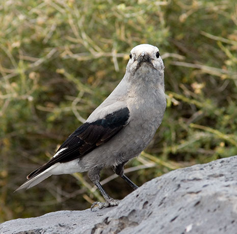 Clark's Nutcrackers Nucifraga columbiana 