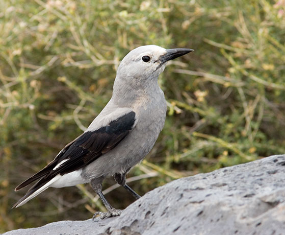 Clark's Nutcrackers Nucifraga columbiana 