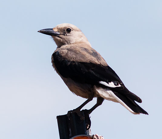 Clark's Nutcrackers Nucifraga columbiana 