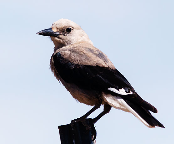 Clark's Nutcrackers Nucifraga columbiana 