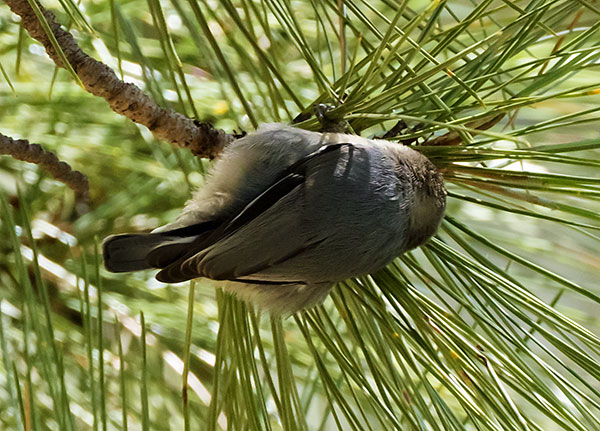 Pygmy Nuthatch  Sitta pygmaea 