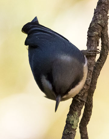 Pygmy Nuthatch  Sitta pygmaea 