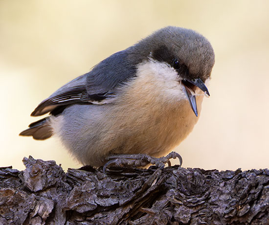 Pygmy Nuthatch  Sitta pygmaea 