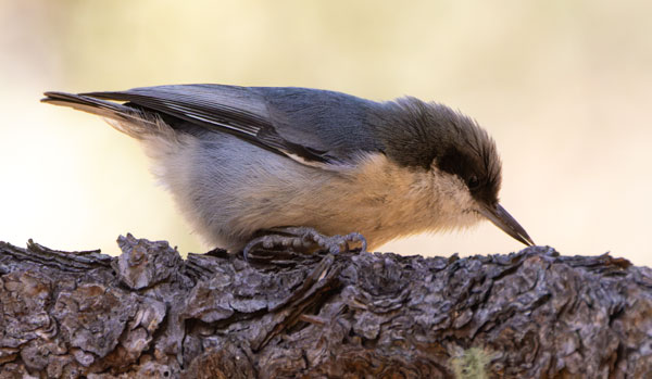 Pygmy Nuthatch  Sitta pygmaea 