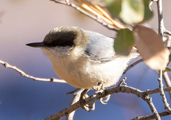 Pygmy Nuthatch  Sitta pygmaea 