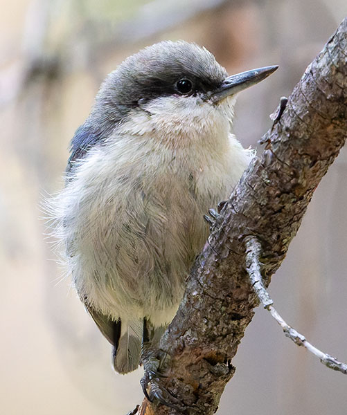 Pygmy Nuthatch  Sitta pygmaea 