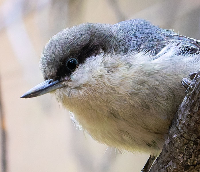Pygmy Nuthatch  Sitta pygmaea 