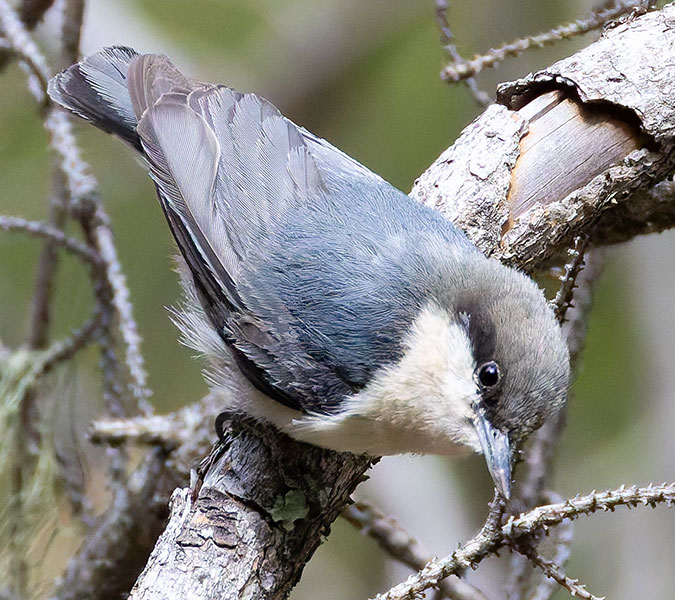Pygmy Nuthatch  Sitta pygmaea 