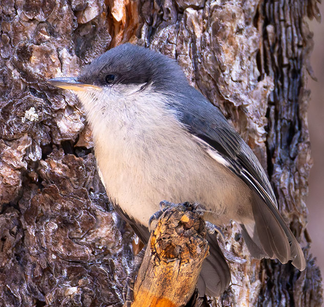 Pygmy Nuthatch  Sitta pygmaea 