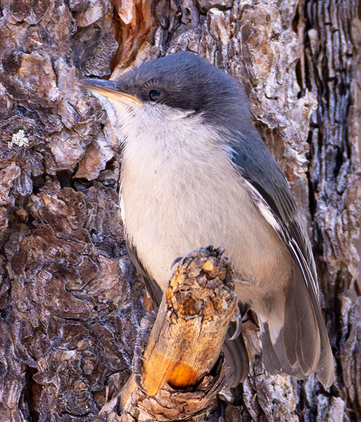 Pygmy Nuthatch  Sitta pygmaea 