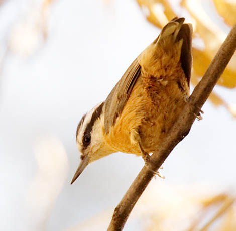 Red-breasted Nuthatche Sitta canadensis