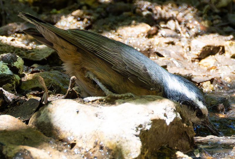 Red-breasted Nuthatche Sitta canadensis