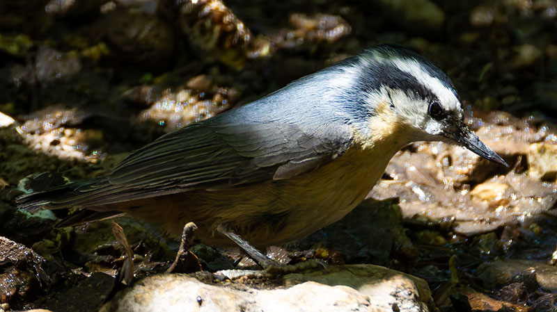 Red-breasted Nuthatche Sitta canadensis