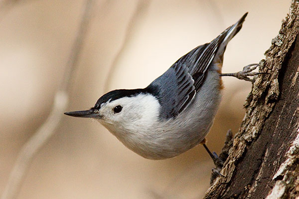 White-breasted Nuthatch Sitta carolinensis 