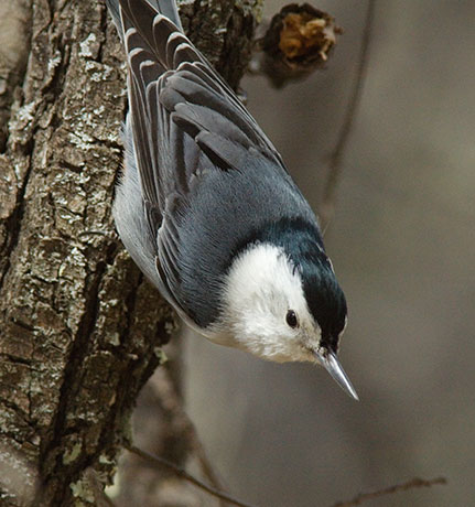 White-breasted Nuthatch Sitta carolinensis 