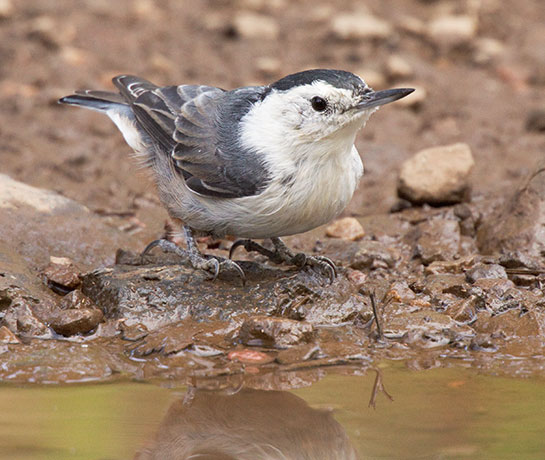 White-breasted Nuthatch Sitta carolinensis 