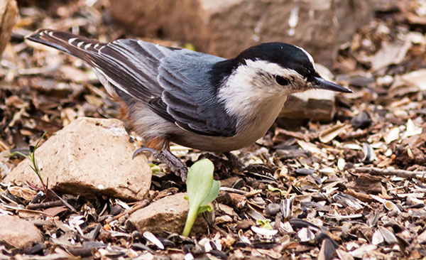 White-breasted Nuthatch Sitta carolinensis 