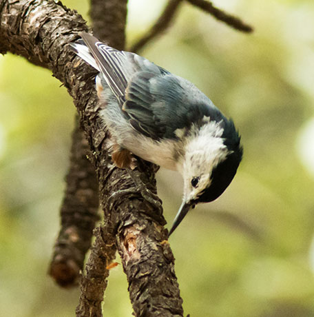 White-breasted Nuthatch Sitta carolinensis 