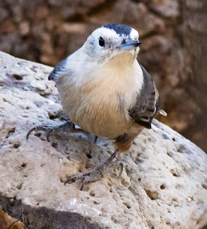 White-breasted Nuthatch Sitta carolinensis 