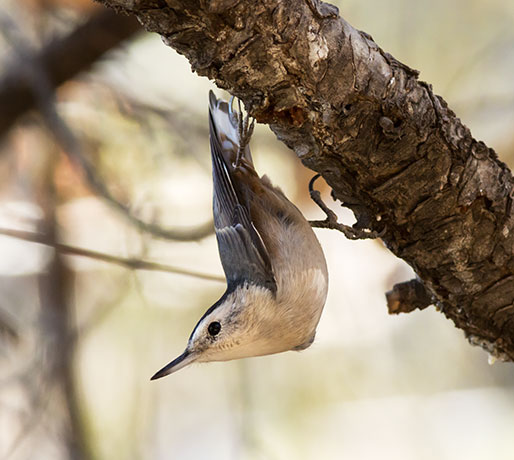 White-breasted Nuthatch Sitta carolinensis 
