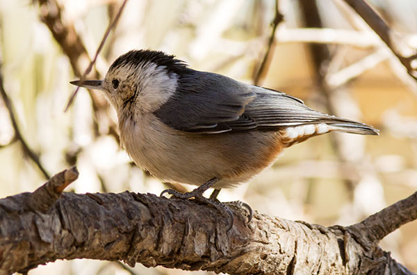 White-breasted Nuthatch Sitta carolinensis 