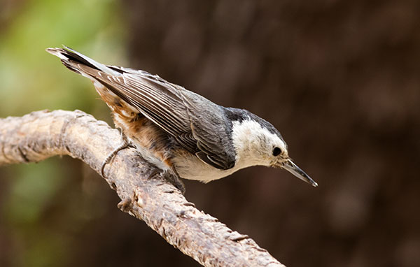 White-breasted Nuthatch Sitta carolinensis 
