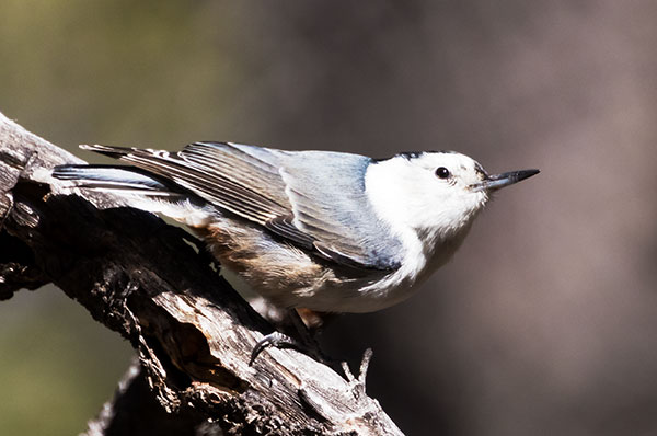 White-breasted Nuthatch Sitta carolinensis 