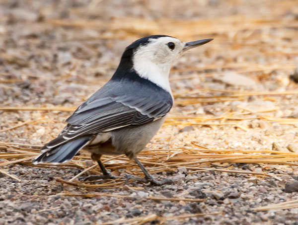 White-breasted Nuthatch Sitta carolinensis 