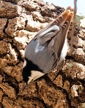 White-breasted Nuthatch Sitta carolinensis 