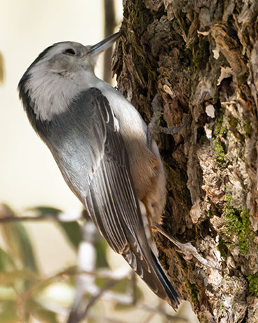 White-breasted Nuthatch Sitta carolinensis 