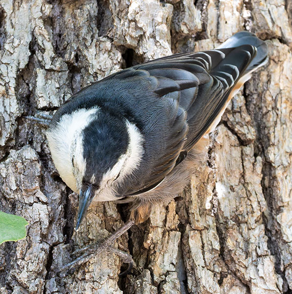 White-breasted Nuthatch Sitta carolinensis 