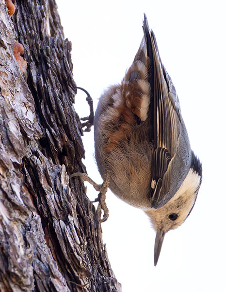 White-breasted Nuthatch Sitta carolinensis 