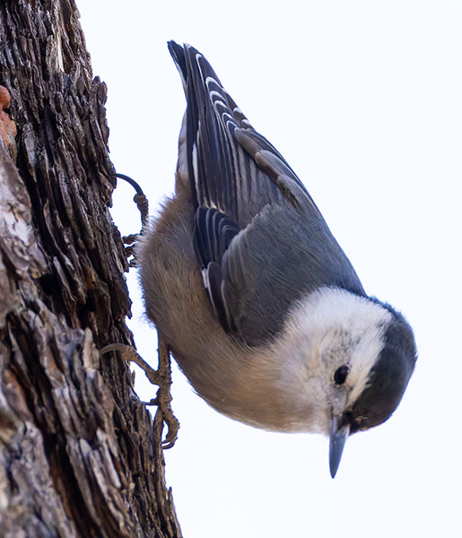 White-breasted Nuthatch Sitta carolinensis 