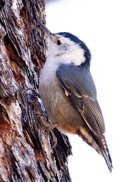 White-breasted Nuthatch Sitta carolinensis 