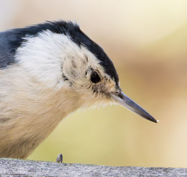 White-breasted Nuthatch Sitta carolinensis 