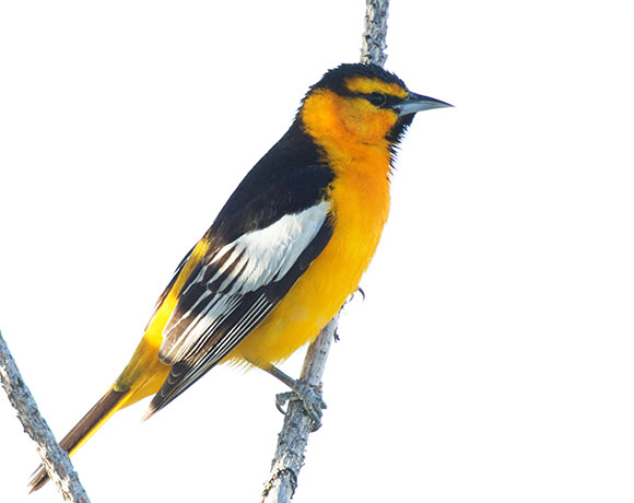 Bullock's Oriole Icterus bullockii 