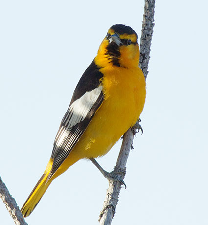 Bullock's Oriole Icterus bullockii 