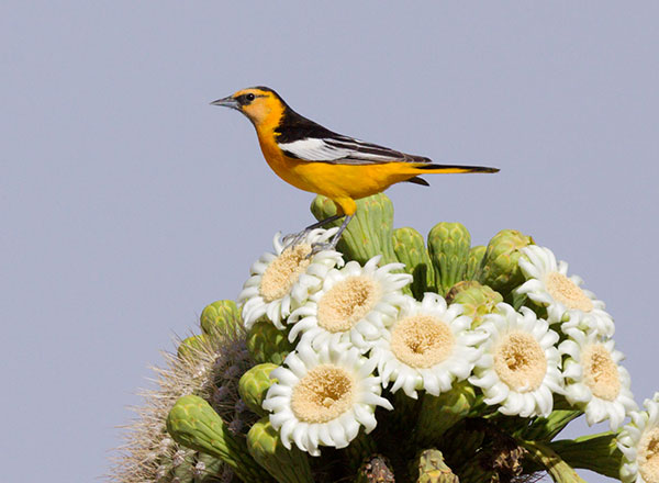 Bullock's Oriole Icterus bullockii 