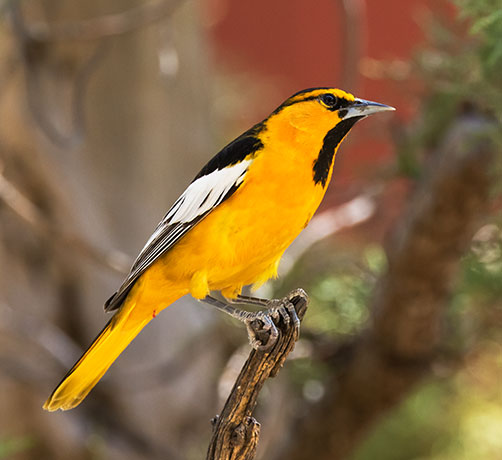 Bullock's Oriole Icterus bullockii 