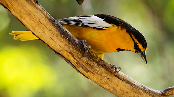 Bullock's Oriole Icterus bullockii 