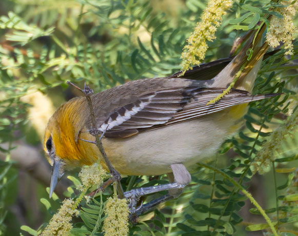 Bullock's Oriole Icterus bullockii 